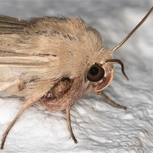 Leucania diatrecta at Melba, ACT - 23 Oct 2024