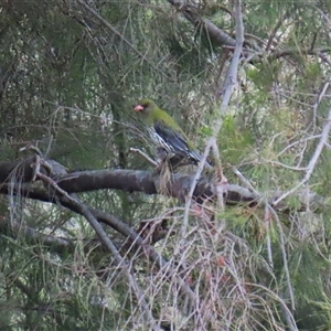 Oriolus sagittatus at Greenway, ACT - 25 Oct 2024