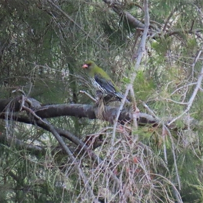 Oriolus sagittatus (Olive-backed Oriole) at Greenway, ACT - 25 Oct 2024 by RodDeb