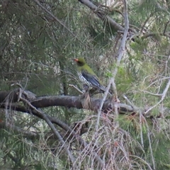 Oriolus sagittatus at Greenway, ACT - 25 Oct 2024