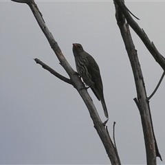 Oriolus sagittatus at Greenway, ACT - 25 Oct 2024