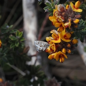 Theclinesthes serpentata at Booth, ACT - 16 Oct 2024 12:50 PM