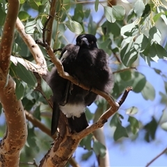 Gymnorhina tibicen (Australian Magpie) at Greenway, ACT - 25 Oct 2024 by RodDeb