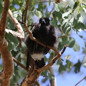 Gymnorhina tibicen at Greenway, ACT - 25 Oct 2024