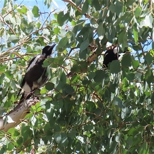 Gymnorhina tibicen at Greenway, ACT - 25 Oct 2024