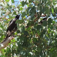 Gymnorhina tibicen at Greenway, ACT - 25 Oct 2024