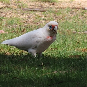 Cacatua tenuirostris at Greenway, ACT - 25 Oct 2024 02:05 PM