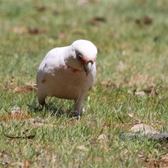 Cacatua tenuirostris at Greenway, ACT - 25 Oct 2024 02:05 PM