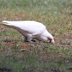 Cacatua tenuirostris at Greenway, ACT - 25 Oct 2024 02:05 PM