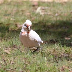 Cacatua tenuirostris at Greenway, ACT - 25 Oct 2024 02:05 PM