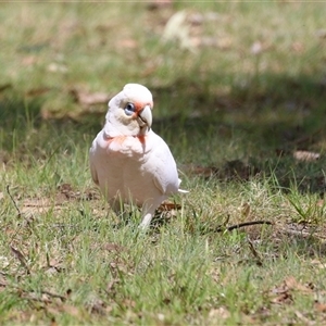 Cacatua tenuirostris at Greenway, ACT - 25 Oct 2024 02:05 PM