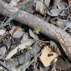 Linaria arvensis (Corn Toadflax) at Kenny, ACT - 17 Oct 2024 by RAllen