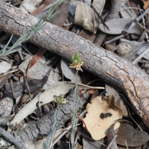 Linaria arvensis at Kenny, ACT - 17 Oct 2024