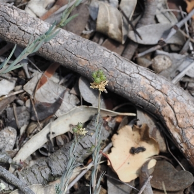 Linaria arvensis at Kenny, ACT - 17 Oct 2024 by RAllen