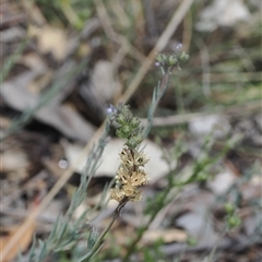 Linaria arvensis at Kenny, ACT - 17 Oct 2024