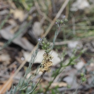 Linaria arvensis at Kenny, ACT - 17 Oct 2024