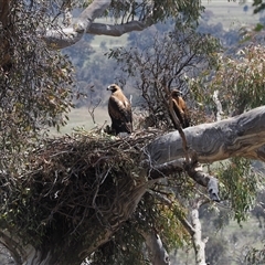 Aquila audax (Wedge-tailed Eagle) at Kenny, ACT - 17 Oct 2024 by RAllen