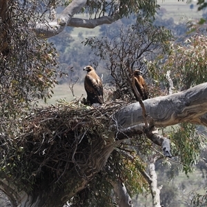 Aquila audax at Kenny, ACT - 17 Oct 2024