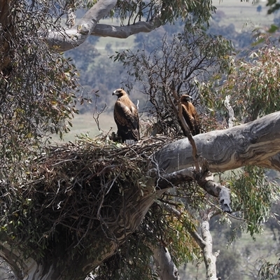 Aquila audax at Kenny, ACT - 17 Oct 2024 by RAllen