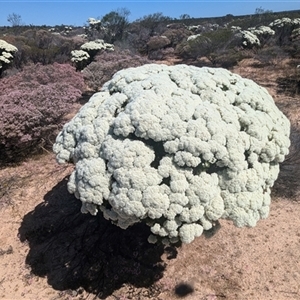 Unidentified Other Shrub at Kalbarri National Park, WA by HelenCross