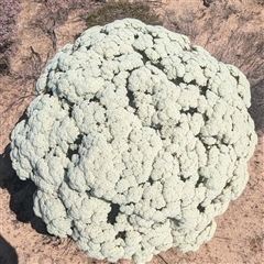 Unverified at suppressed - suppressed