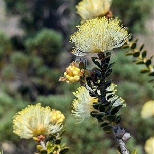 Melaleuca sp. at Kalbarri National Park, WA by HelenCross