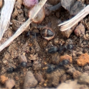 Iridomyrmex sp. (genus) at Curtin, ACT - 25 Oct 2024