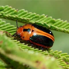 Calomela curtisi (Acacia leaf beetle) at Deakin, ACT - 25 Oct 2024 by LisaH