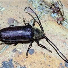 Unidentified Longhorn beetle (Cerambycidae) at Kalbarri, WA - 24 Oct 2024 by HelenCross