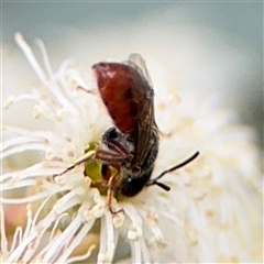 Lasioglossum (Parasphecodes) sp. (genus & subgenus) at Curtin, ACT - 25 Oct 2024 by Hejor1