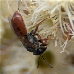 Lasioglossum (Homalictus) punctatum at Curtin, ACT - 25 Oct 2024