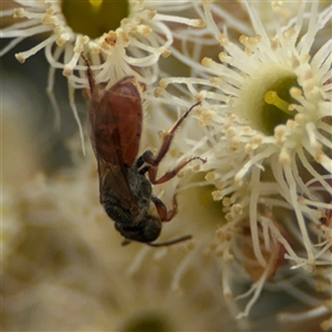 Lasioglossum (Homalictus) punctatum at Curtin, ACT - 25 Oct 2024