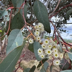 Eucalyptus dives at Curtin, ACT - 25 Oct 2024 by Hejor1