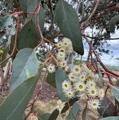 Eucalyptus (genus) (A Gum Tree) at Curtin, ACT - 25 Oct 2024 by Hejor1