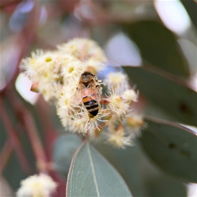 Apis mellifera at Curtin, ACT - 25 Oct 2024 by Hejor1