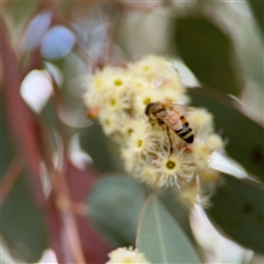 Apis mellifera at Curtin, ACT - 25 Oct 2024