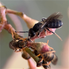 Euryglossa adelaidae (A native bee) at Curtin, ACT - 25 Oct 2024 by Hejor1