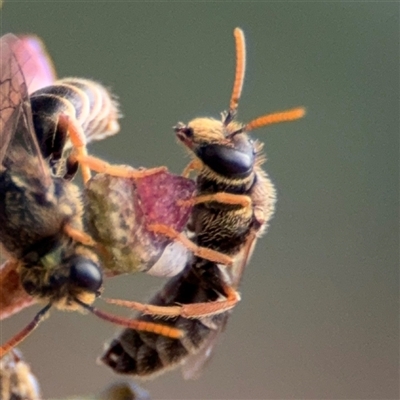 Euryglossa ephippiata (Saddleback Euryglossine Bee) at Curtin, ACT - 25 Oct 2024 by Hejor1