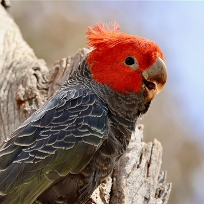 Callocephalon fimbriatum (Gang-gang Cockatoo) at Deakin, ACT - 25 Oct 2024 by LisaH