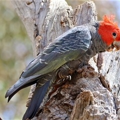 Callocephalon fimbriatum at Deakin, ACT - 25 Oct 2024