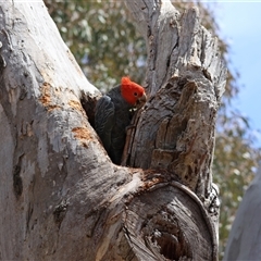 Callocephalon fimbriatum at Deakin, ACT - 25 Oct 2024