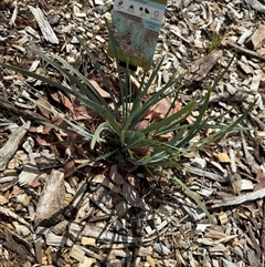 Lomandra sp. (A Matrush) at Curtin, ACT - 25 Oct 2024 by Hejor1