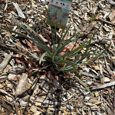 Lomandra (genus) (A Matrush) at Curtin, ACT - 25 Oct 2024 by Hejor1