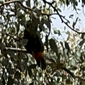 Trichoglossus moluccanus at Curtin, ACT - 25 Oct 2024