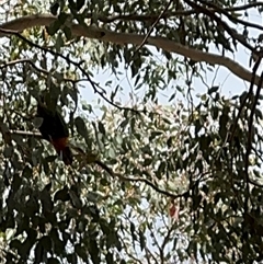 Trichoglossus moluccanus at Curtin, ACT - 25 Oct 2024