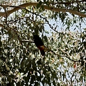 Trichoglossus moluccanus at Curtin, ACT - 25 Oct 2024