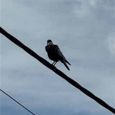 Gymnorhina tibicen (Australian Magpie) at Curtin, ACT - 25 Oct 2024 by Hejor1