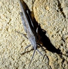 Unverified Grasshopper (several families) at Kalbarri, WA - 24 Oct 2024 by HelenCross