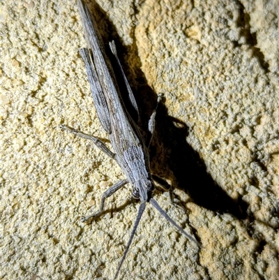 Unidentified Grasshopper (several families) at Kalbarri, WA - 24 Oct 2024 by HelenCross