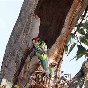 Platycercus eximius at Hughes, ACT - 25 Oct 2024 10:21 AM